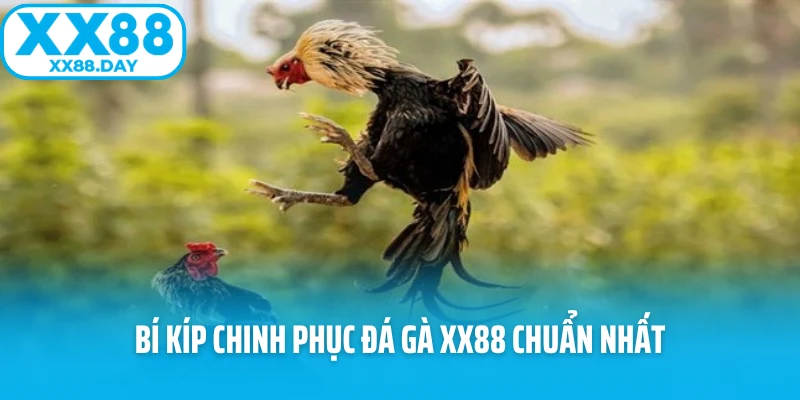 Đá Gà XX88 - Sảnh Game Nảy Lửa Và Hấp Dẫn Nhất 2026 - Slotmira