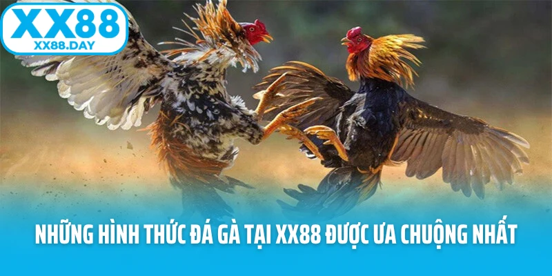 Đá Gà XX88 - Sảnh Game Nảy Lửa Và Hấp Dẫn Nhất 2026 - Slotmira